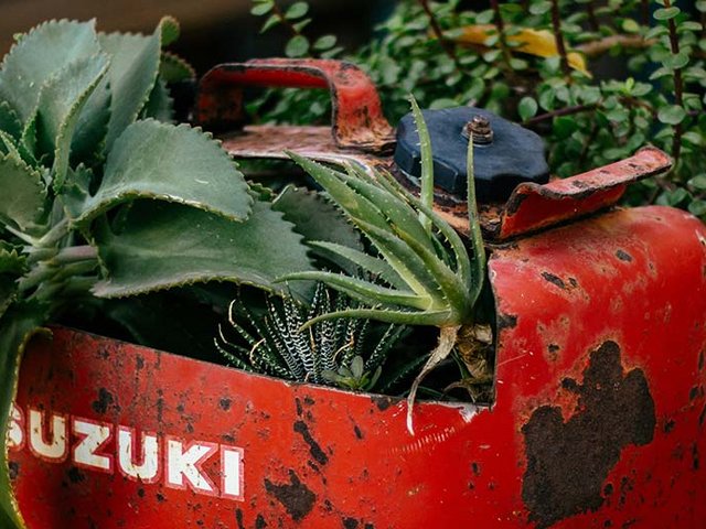 Alter Suzuki Benzinkanister umfunktioniert zu einem Blumentopf. Unser Engagement lässt diverse Veranstaltungen aus dem Boden spriessen.